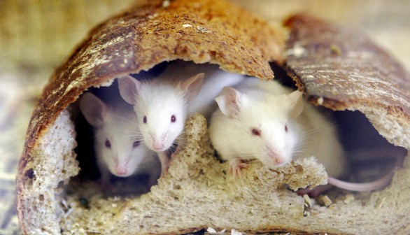 Mice peer out from a loaf of bread