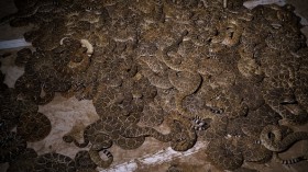 Rattlesnakes