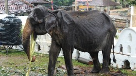 Emaciated Elephant