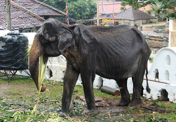 Emaciated Elephant