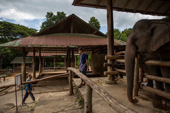 Elephant camp