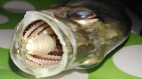 Cymothoa exigua