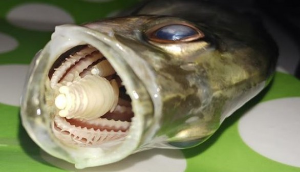 Cymothoa exigua