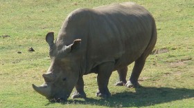 Northern White Rhinoceros