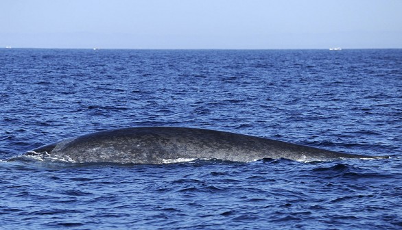 A blue whale is spotted in the waters off the southern Sri Lanka