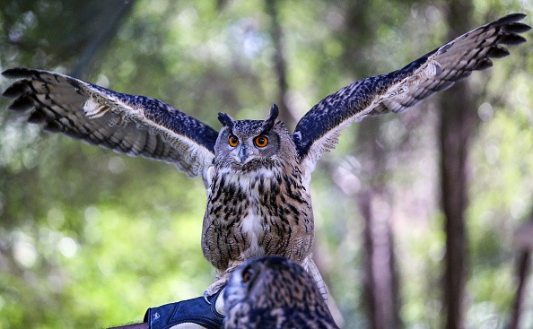 Eagle-owl 