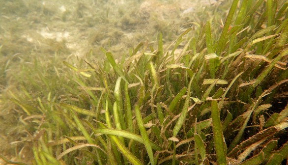 Seagrass