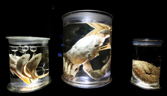 Deep Sea World Displayed At the Natural History Museum's Latest Exhibition