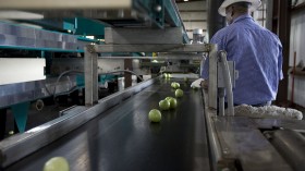 The FDA Focuses On Florida And Mexico In Tomato Salmonella Investigation