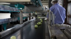 The FDA Focuses On Florida And Mexico In Tomato Salmonella Investigation