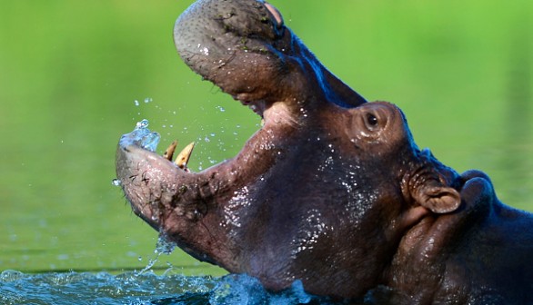 Hippo 