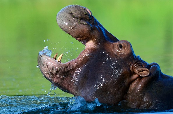 Hippo 