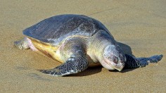 Ridley Turtle