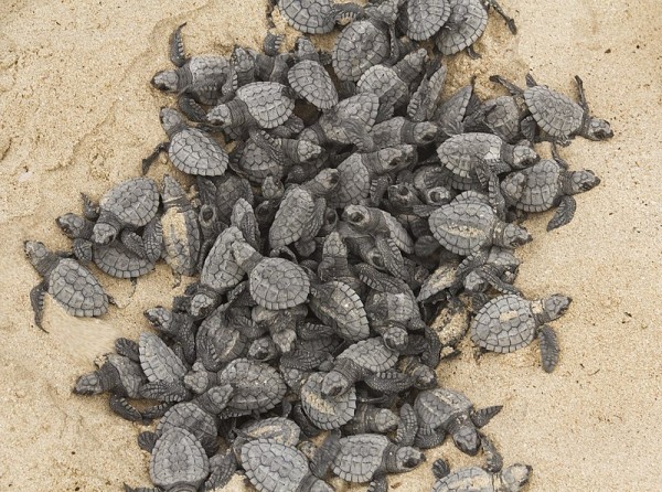Ridley Turtle Hatchlings