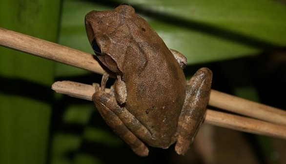 Treefrog