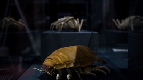 Isopod 