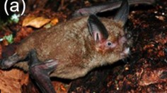 New Zealand lesser short-tailed bat