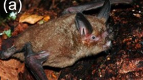 New Zealand lesser short-tailed bat