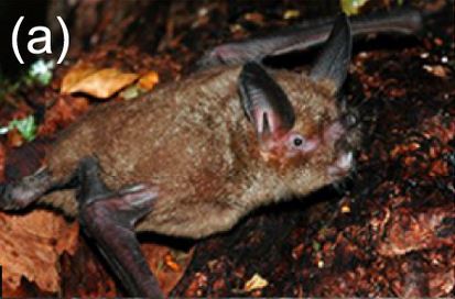 New Zealand lesser short-tailed bat