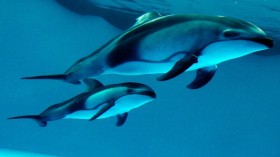 White-sided dolphins
