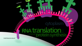 Diagram of RNA translation