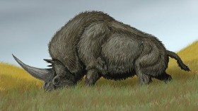 Elasmotherium sibiricum