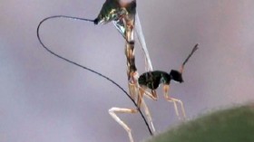 parasitic fig wasp