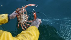 Fisherman Alfredo Budino catches a spide