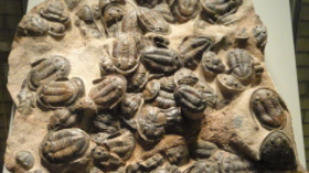 Asaphellus species, intact Trilobite fossils, Early Ordovician Period, Dra Valley, Morocco 