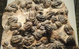 Asaphellus species, intact Trilobite fossils, Early Ordovician Period, Dra Valley, Morocco 
