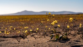 Flowers Bloom in One Of The Driest Deserts in The World