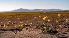 Flowers Bloom in One Of The Driest Deserts in The World