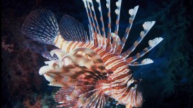 lionfish