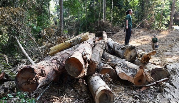  A deforested area in the Amazon rain forest