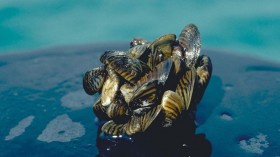 zebra mussels