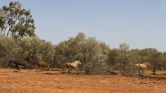 Australia-Brumbies 