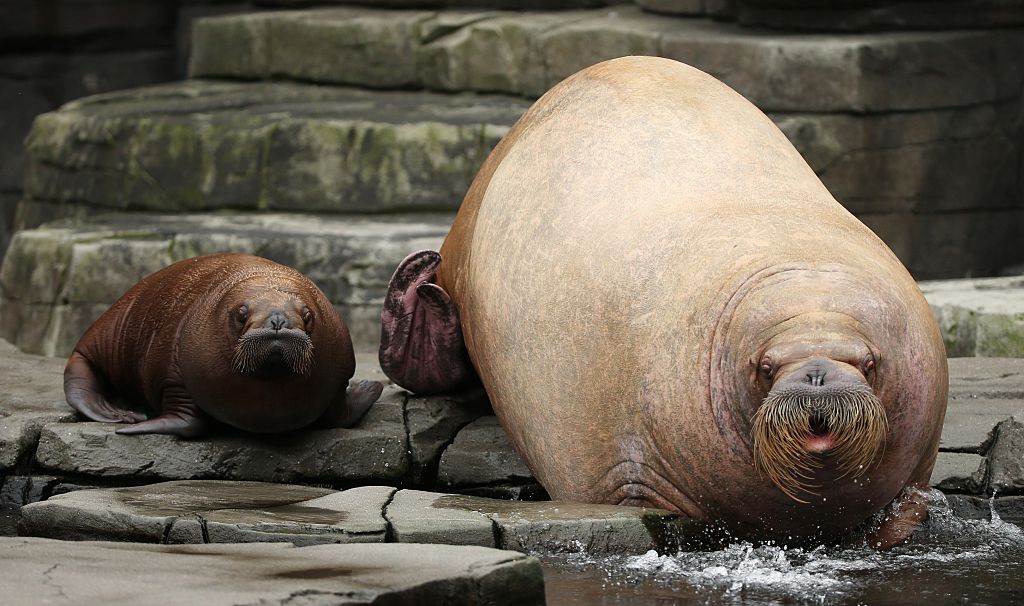 Freya the Female Walrus Caught Dozing Off on Dutch Submarine, Hundreds of  Miles Away From Arctic | Nature World News