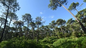 Pines trees