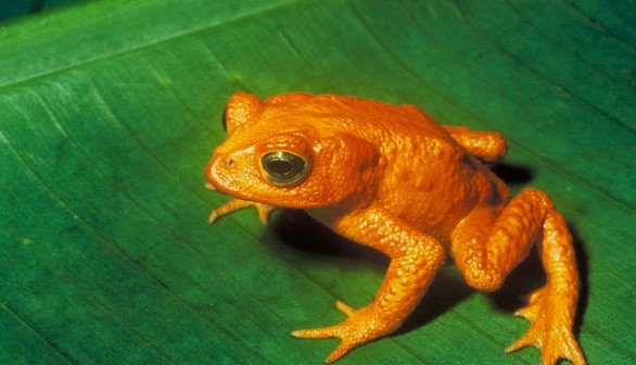 extinct golden toad (Incilius periglenes)