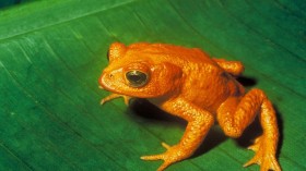 extinct golden toad (Incilius periglenes)