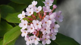 Luculia gratissima