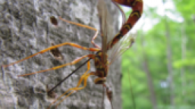 Parasitoid Wasp