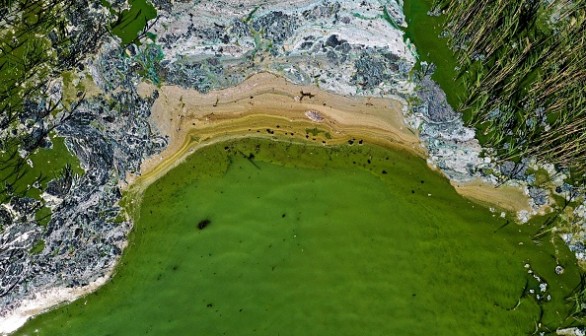 Toxic blue-green algae bloom