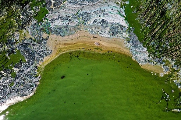 Toxic blue-green algae bloom