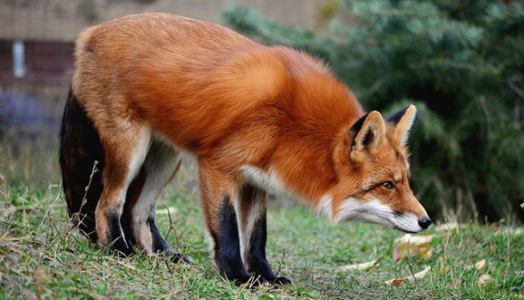 Red fox 