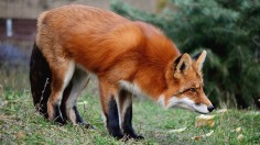 Red fox 