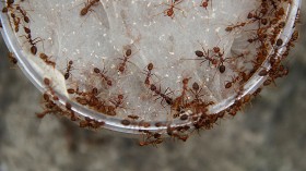 Ant Breeders Of Bogor