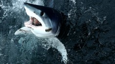 Shortfin mako shark 