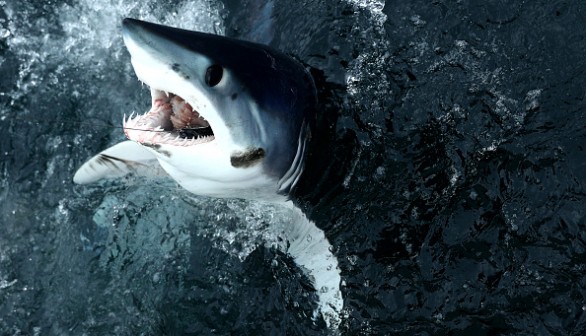 Shortfin mako shark 