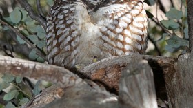 Spotted Owl